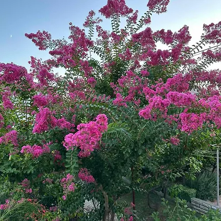 Branka 公寓 拉布