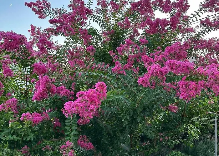 Branka 公寓 拉布